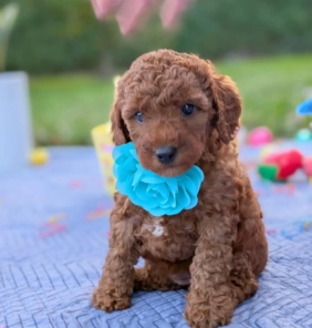 Cachorros Goldendoodle