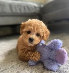 Cachorro Maltipoo