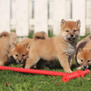 Cachorro Shiba Inu