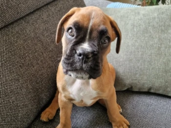 {{brizy_dc_image_alt entityId=