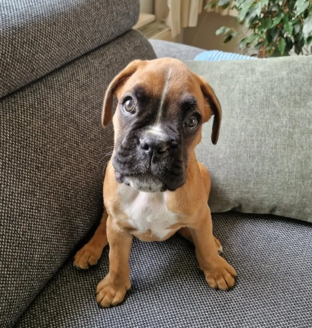 {{brizy_dc_image_alt entityId=