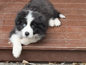 {{brizy_dc_image_alt entityId=