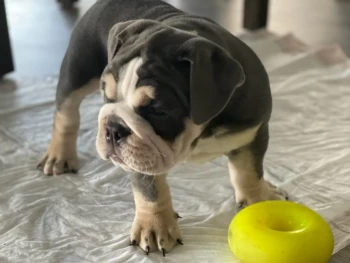 {{brizy_dc_image_alt entityId=