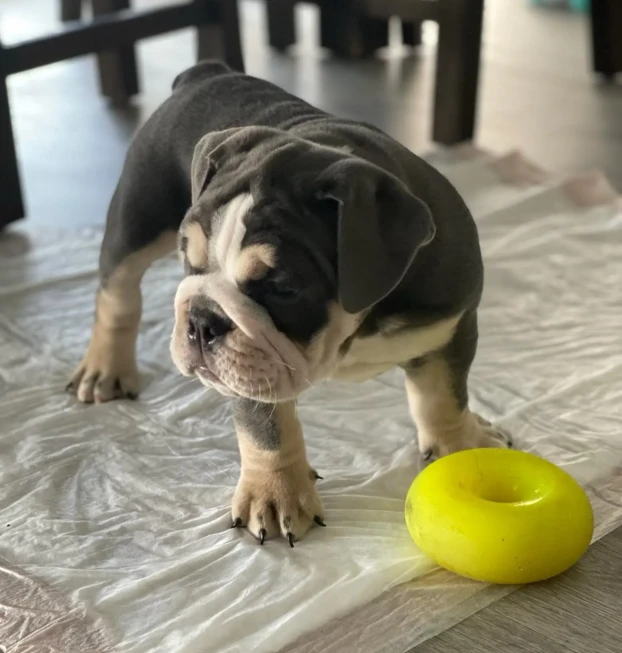 {{brizy_dc_image_alt entityId=