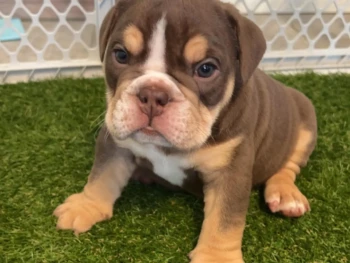 {{brizy_dc_image_alt entityId=