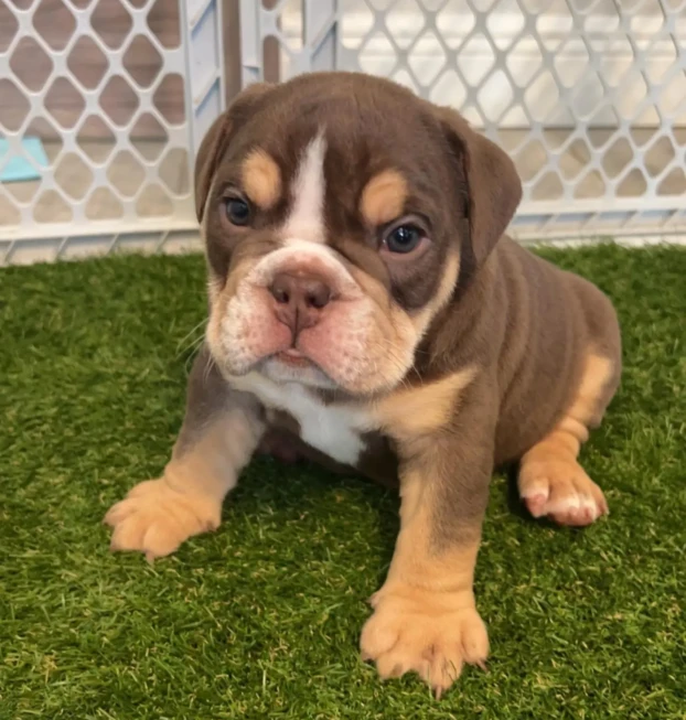 {{brizy_dc_image_alt entityId=