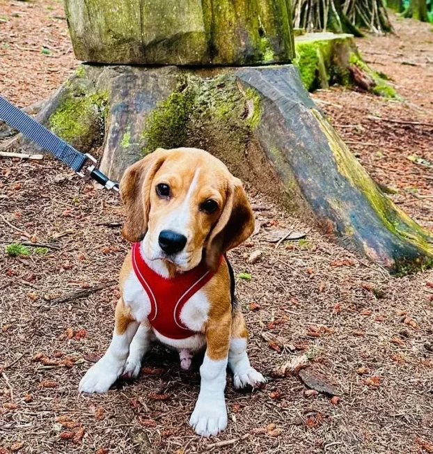 {{brizy_dc_image_alt entityId=