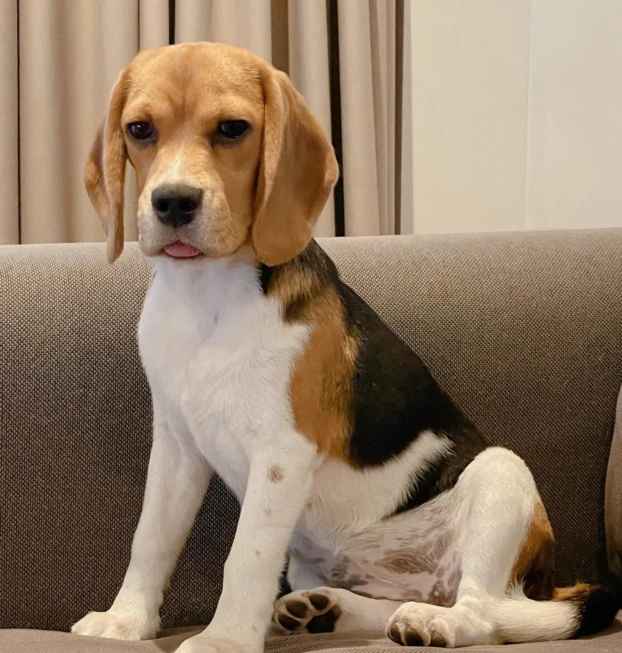 {{brizy_dc_image_alt entityId=