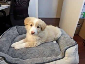 {{brizy_dc_image_alt entityId=