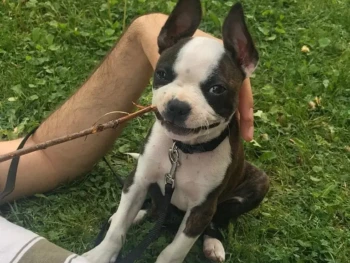 {{brizy_dc_image_alt entityId=