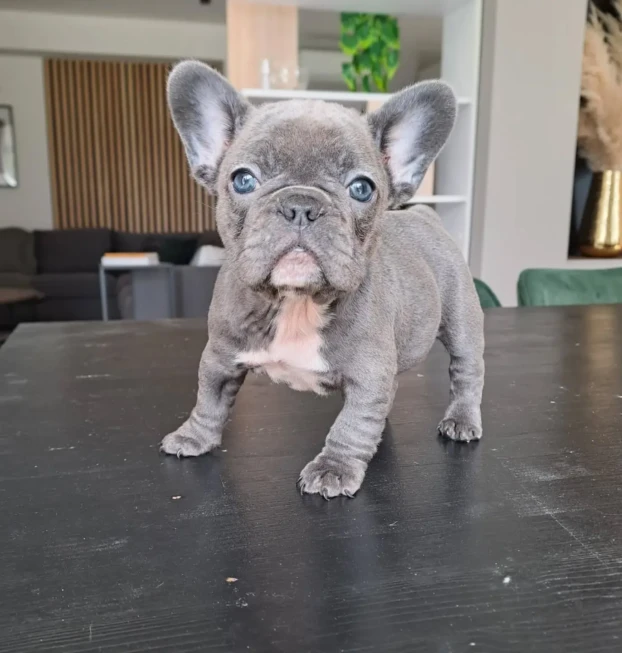 {{brizy_dc_image_alt entityId=