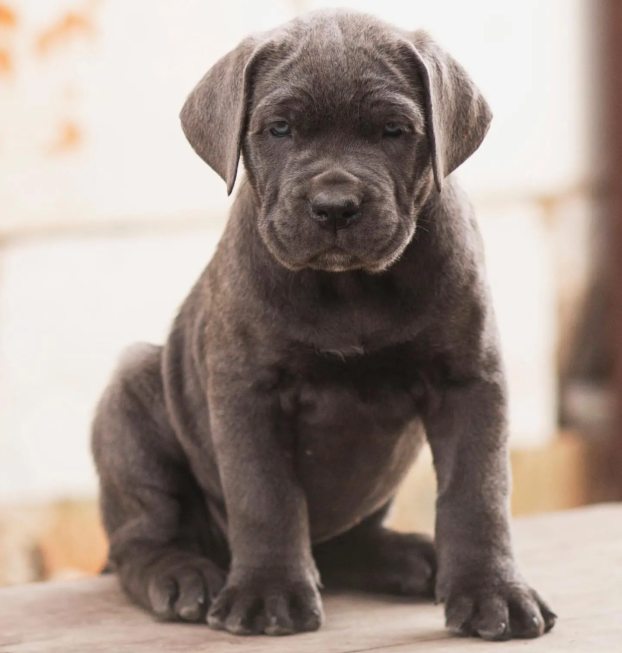 {{brizy_dc_image_alt entityId=