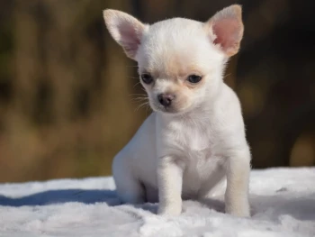 {{brizy_dc_image_alt entityId=