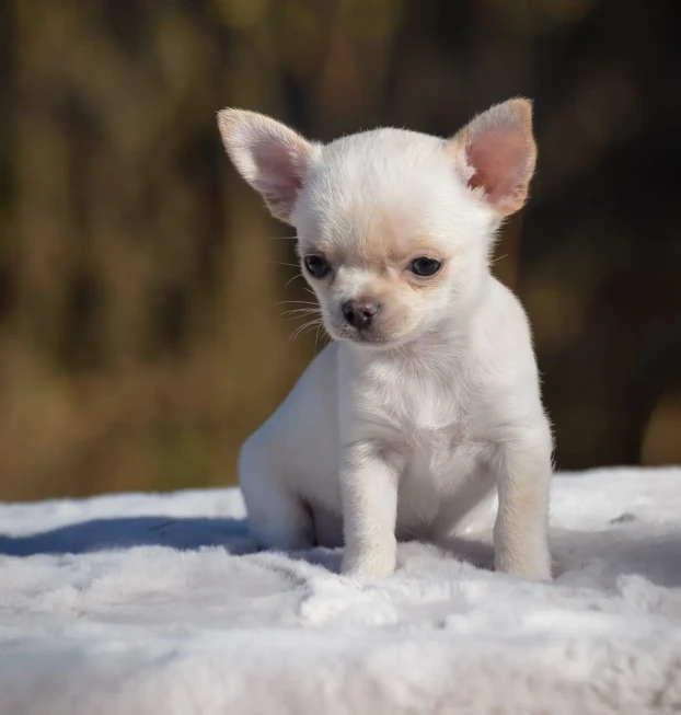 {{brizy_dc_image_alt entityId=