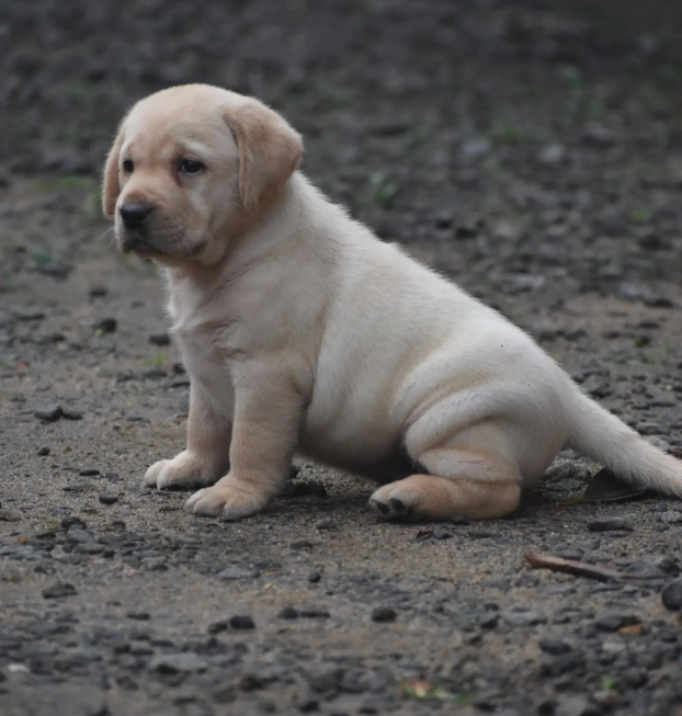 {{brizy_dc_image_alt entityId=