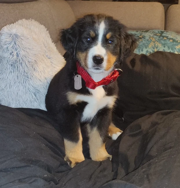 {{brizy_dc_image_alt entityId=