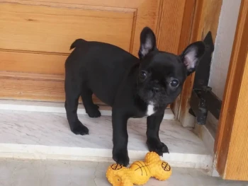 {{brizy_dc_image_alt entityId=