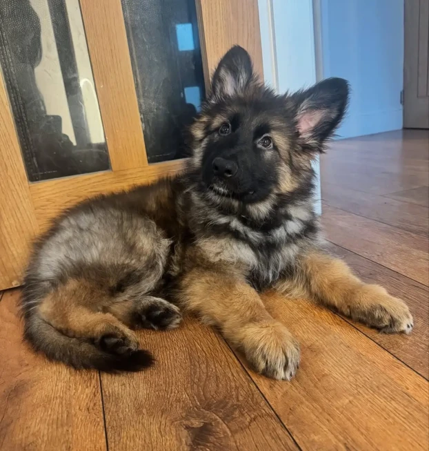 {{brizy_dc_image_alt entityId=