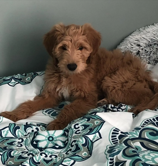 {{brizy_dc_image_alt entityId=