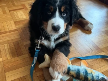 {{brizy_dc_image_alt entityId=