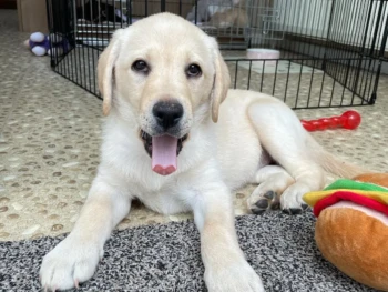 {{brizy_dc_image_alt entityId=