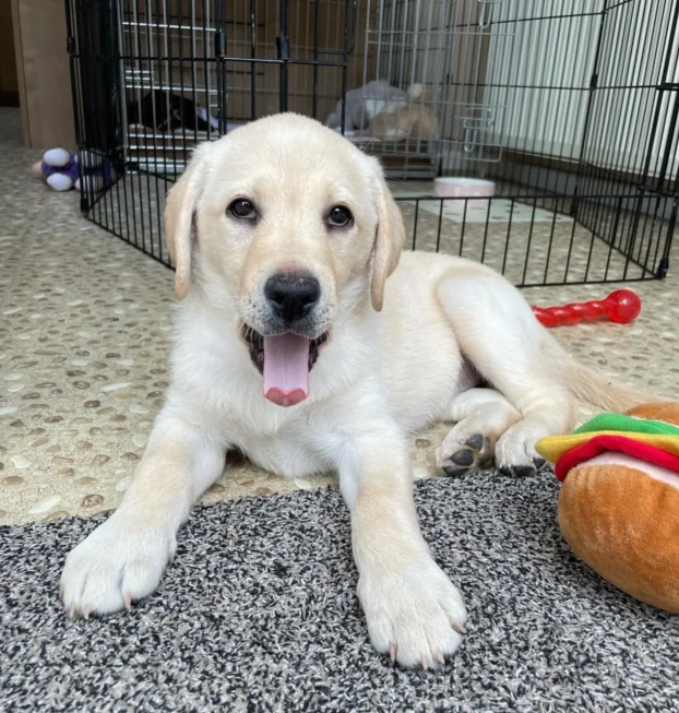 {{brizy_dc_image_alt entityId=