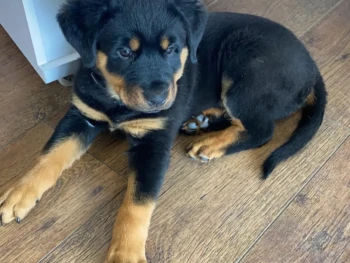 {{brizy_dc_image_alt entityId=