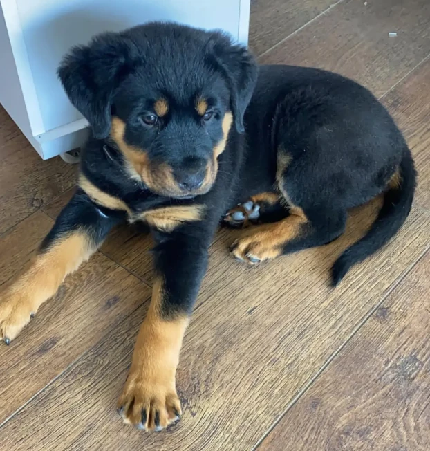 {{brizy_dc_image_alt entityId=