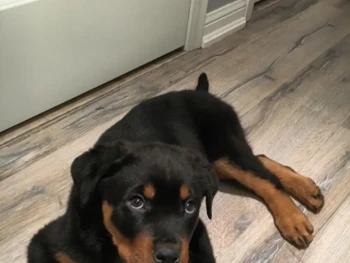 {{brizy_dc_image_alt entityId=