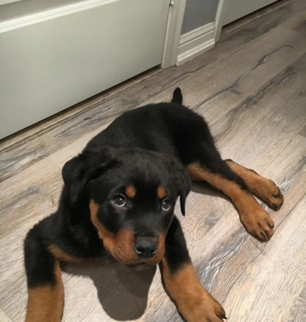 {{brizy_dc_image_alt entityId=