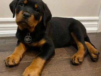 {{brizy_dc_image_alt entityId=