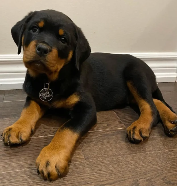 {{brizy_dc_image_alt entityId=