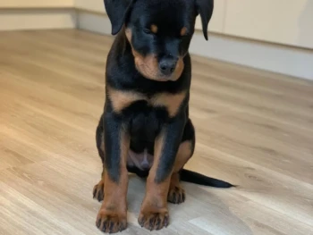 {{brizy_dc_image_alt entityId=