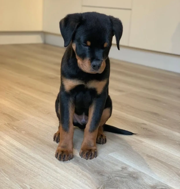 {{brizy_dc_image_alt entityId=