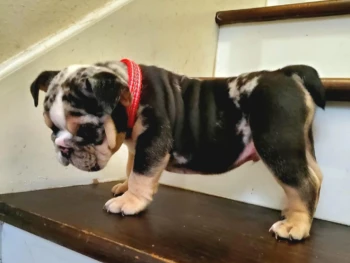 {{brizy_dc_image_alt entityId=