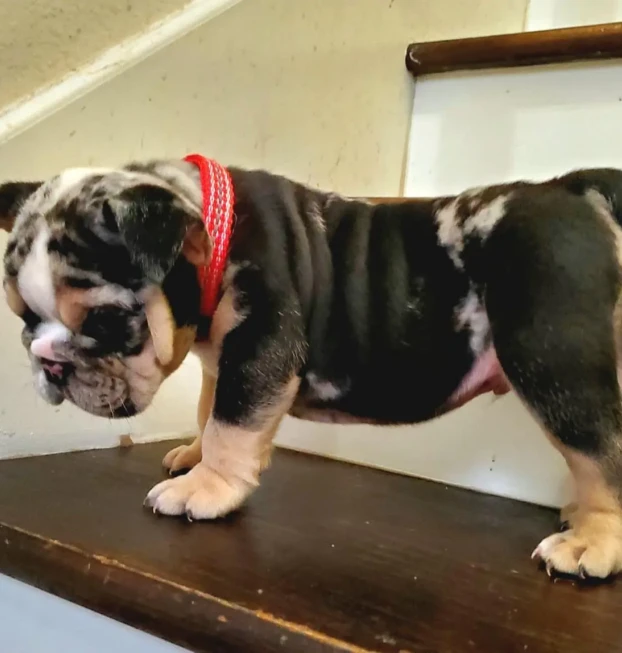 {{brizy_dc_image_alt entityId=