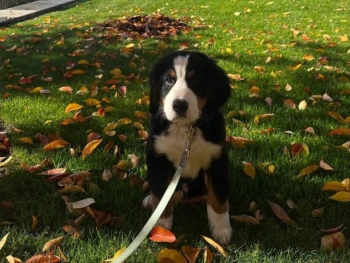 {{brizy_dc_image_alt entityId=