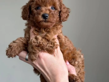 {{brizy_dc_image_alt entityId=