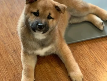 {{brizy_dc_image_alt entityId=