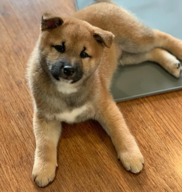 {{brizy_dc_image_alt entityId=