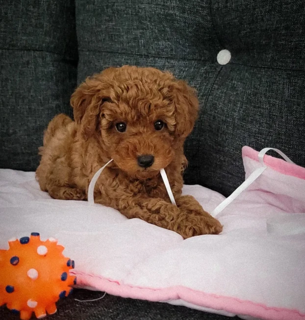 {{brizy_dc_image_alt entityId=