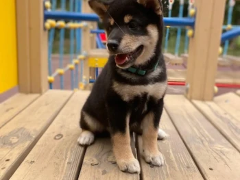 {{brizy_dc_image_alt entityId=