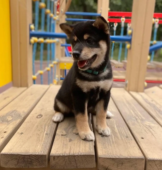 {{brizy_dc_image_alt entityId=