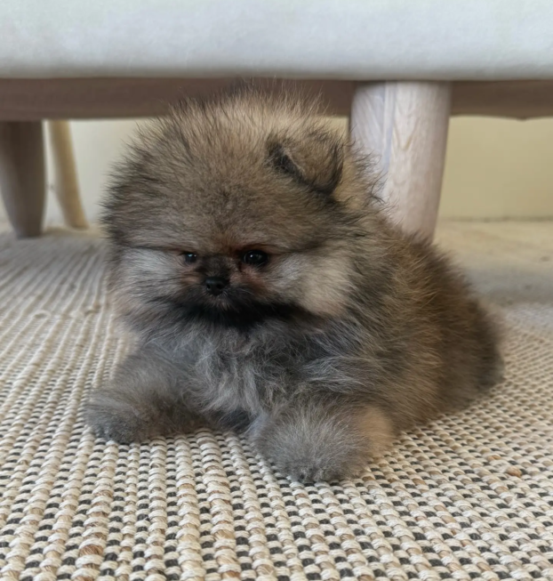 {{brizy_dc_image_alt entityId=