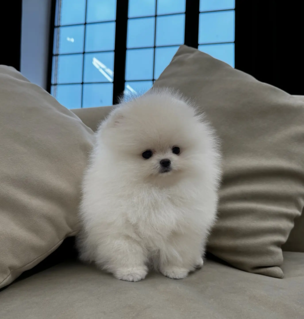 {{brizy_dc_image_alt entityId=