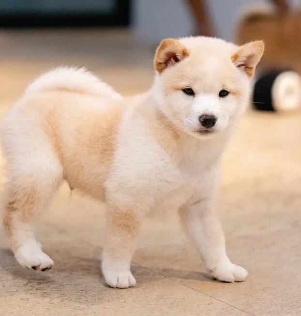 {{brizy_dc_image_alt entityId=