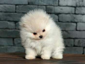 {{brizy_dc_image_alt entityId=