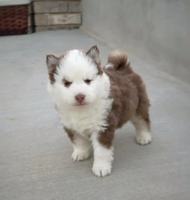 {{brizy_dc_image_alt entityId=