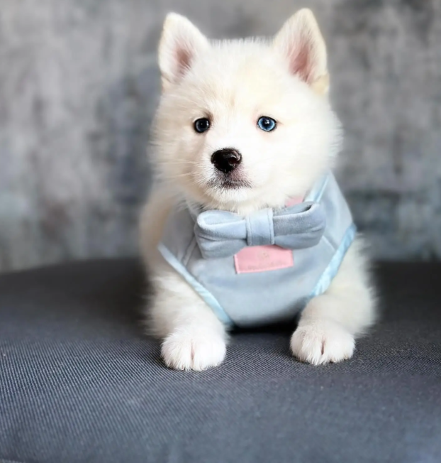 {{brizy_dc_image_alt entityId=