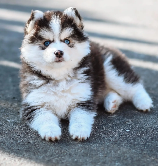 {{brizy_dc_image_alt entityId=